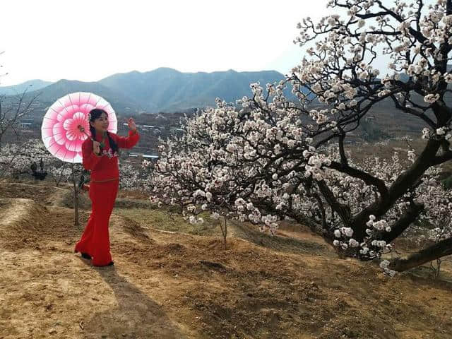 三月杏花开，赏花还是要去富平的虎头山