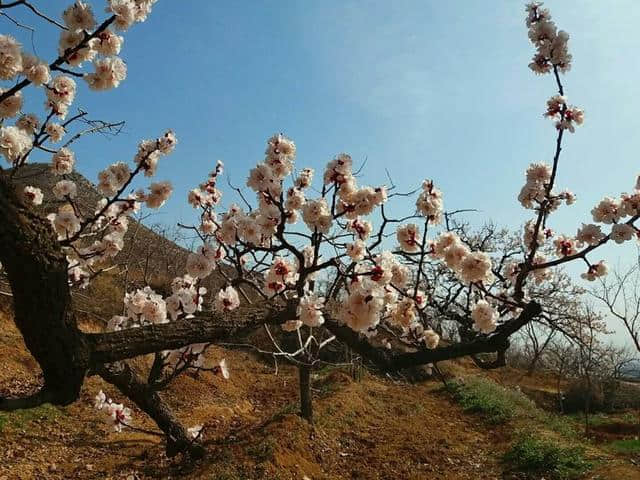 三月杏花开，赏花还是要去富平的虎头山