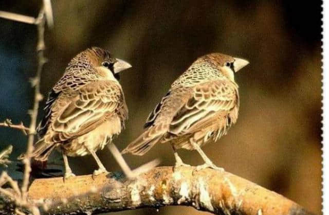 非洲有一种最聪明的鸟，历时百年，搭建出重达一吨的鸟巢！