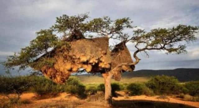 非洲有一种最聪明的鸟，历时百年，搭建出重达一吨的鸟巢！