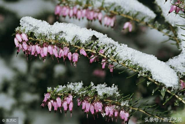 忽如一夜春风来，千树万树梨花开「小雪至，到诗词里“赏雪”」