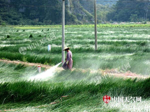 贺州钟山好天气 农友田间管理马蹄忙