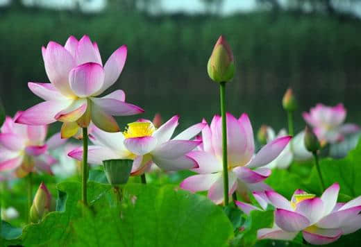 「仙吕」后庭花