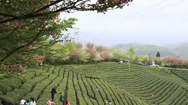 嫩绿的茶芽，唤醒了贵州的春天