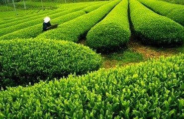嫩绿的茶芽，唤醒了贵州的春天