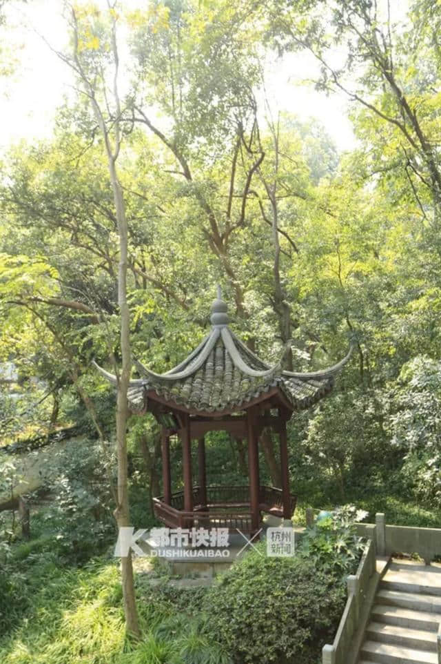 1068岁！杭州南高峰下的它是香樟界的“老祖宗”