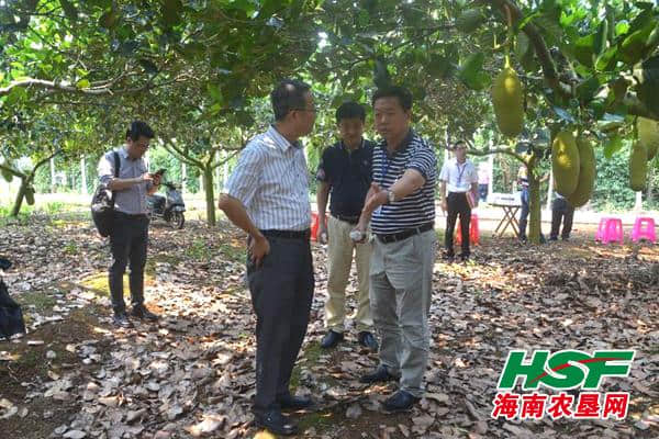 海南农垦南金农场：国家菠萝蜜生产标准化示范区通过国标考核