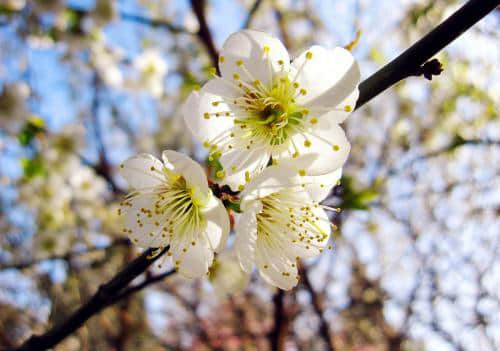 “忽如一夜春风来，千树万树梨花开”描写的是哪个季节？