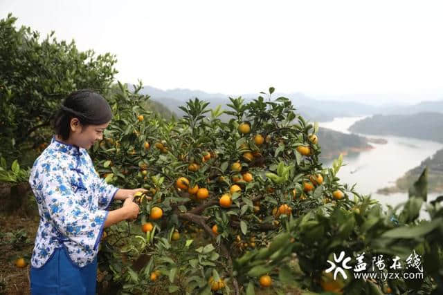 安化第二届柑橘节开幕啦 带你邂逅六千五百亩的橘海