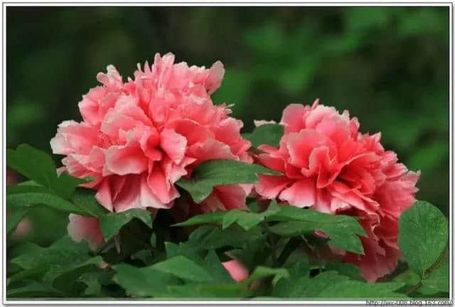 红牡丹：花型宽厚的红花，被称为百花之王，花语是‘富贵