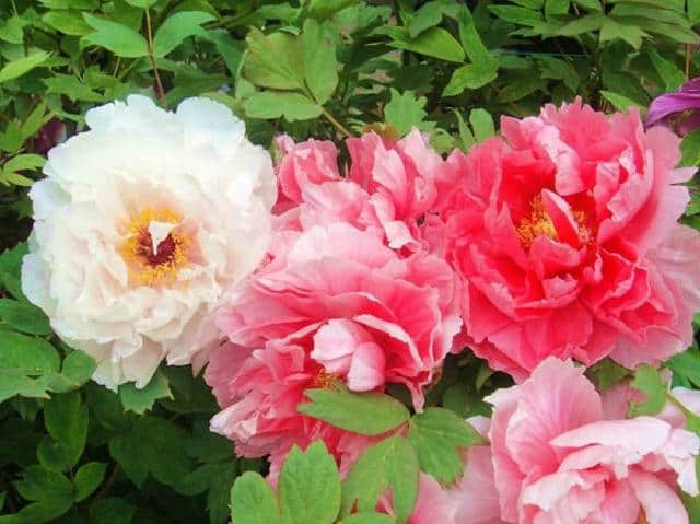 红牡丹：花型宽厚的红花，被称为百花之王，花语是‘富贵