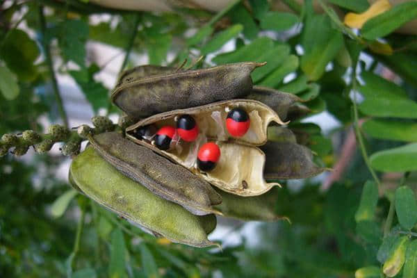 红豆生南国，春来发几枝 红豆为何又叫相思豆？
