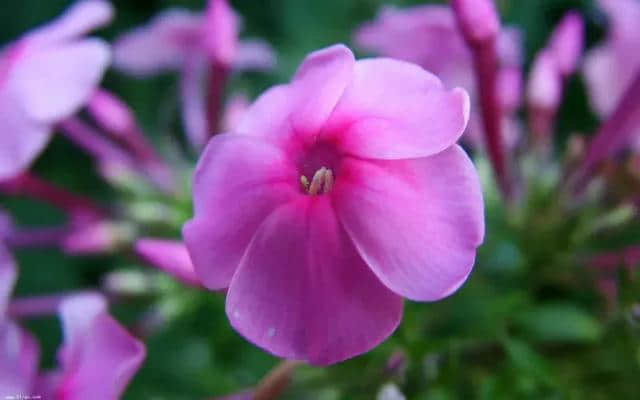 罕见绝美万紫千红百花开，太美了，快分享给朋友吧！