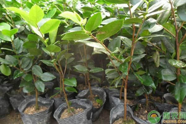 茶花树苗多少钱一棵？都有哪些品种？茶花名贵品种大全