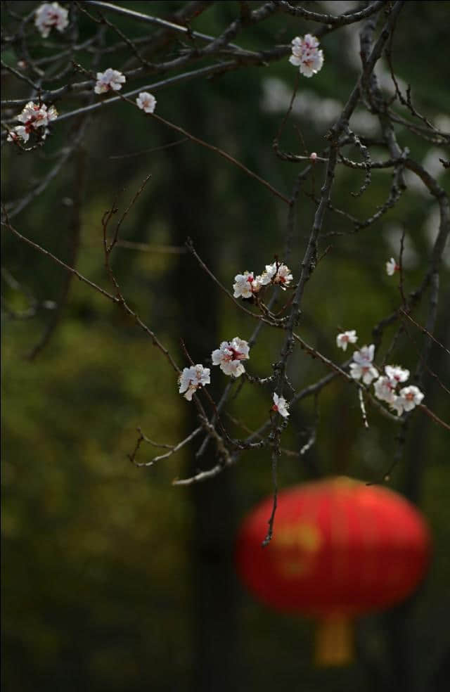 红杏枝头春意闹