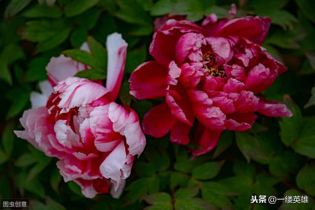 王维的《红牡丹》诗，红花当然配绿叶，红花还要有花语和情感