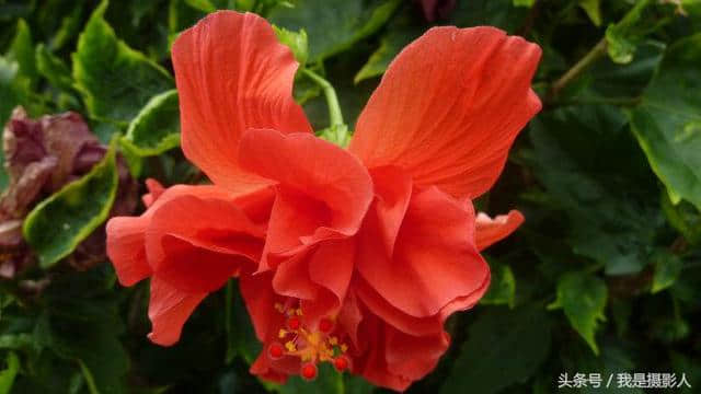花卉摄影：红色朱槿牡丹