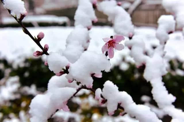 不怕冻死在春天，就怕错过“桃花雪”，尽管还有红海棠