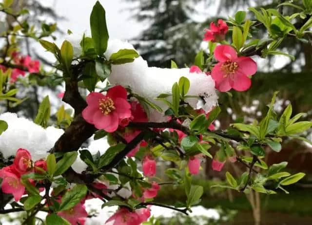 不怕冻死在春天，就怕错过“桃花雪”，尽管还有红海棠