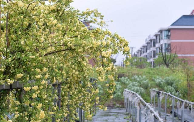 自带&quot;浓香&quot;的木香花，比月季好看，能长到6米长，花开如瀑布