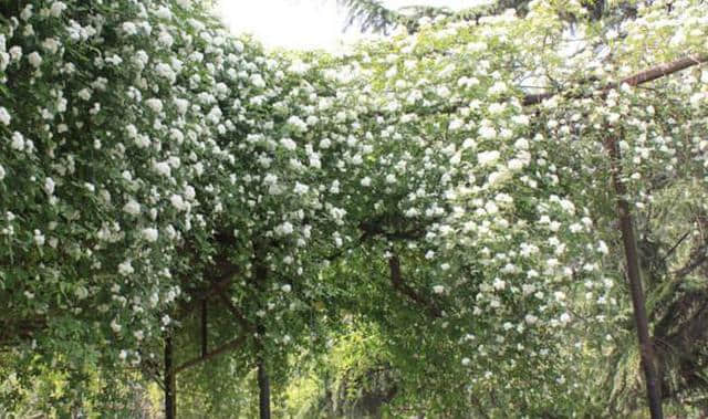 农村植物，木香花，花可驱蚊子，根可对腹泻，当今价值颇为珍贵