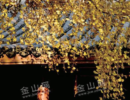 镇江最美银杏树，你看过了吗？