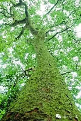 上林县发现一棵500年的木棉树 网友赞其为“千手观音”树