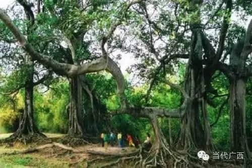 上林县发现一棵500年的木棉树 网友赞其为“千手观音”树