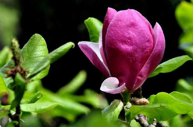 木兰花满树紫红色花朵，幽姿淑态，花语是高尚的灵魂，花蕾可入药