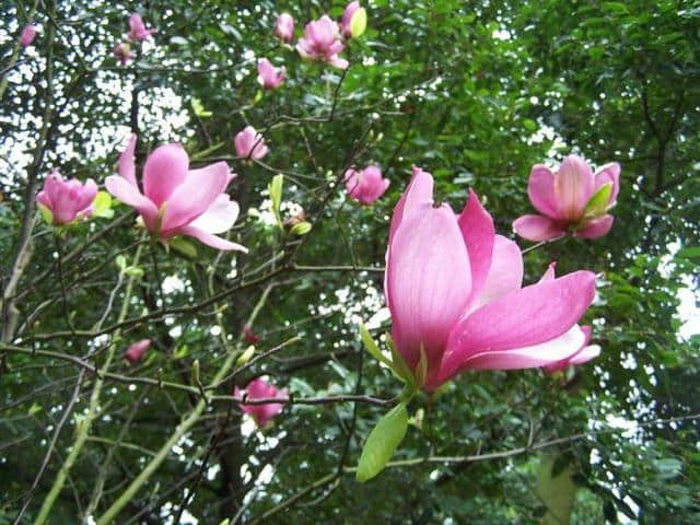木兰花满树紫红色花朵，幽姿淑态，花语是高尚的灵魂，花蕾可入药