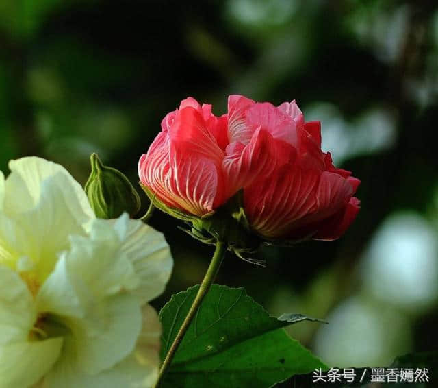 木末芙蓉花，山中发红萼（美极了，快分享给朋友吧）