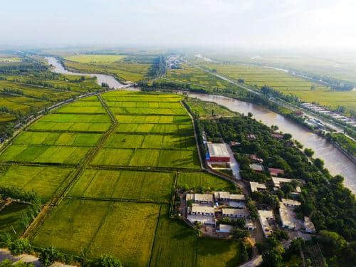 宁夏青铜峡：黄河岸边·稻花香里·贺兰山下