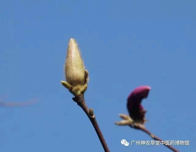 木末芙蓉花，山中发红萼