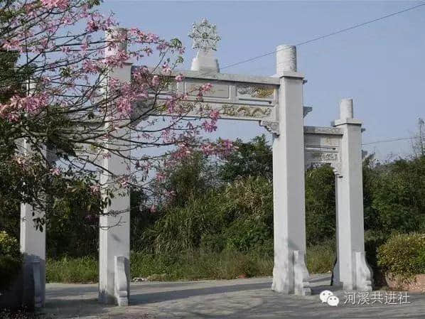潮阳海岩寺两株木棉树，树龄100多年
