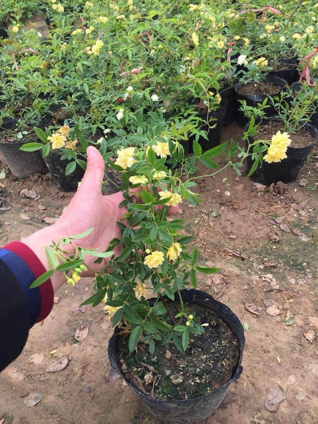 木香（别名：木香花），也是花界种植首选之一，分享一些栽培技巧