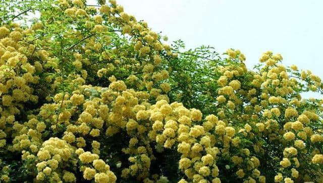 木香（别名：木香花），也是花界种植首选之一，分享一些栽培技巧