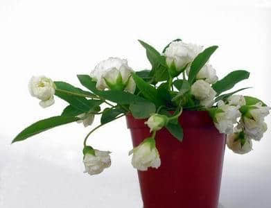 品种繁杂花色泛白，木香花精心养护居然这么美！快来了解一下吧