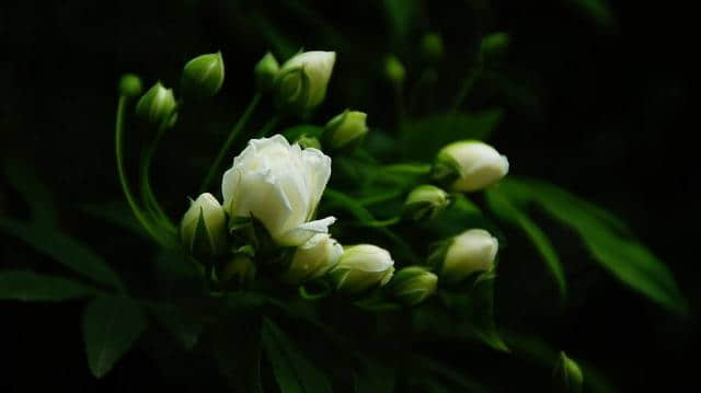 品种繁杂花色泛白，木香花精心养护居然这么美！快来了解一下吧