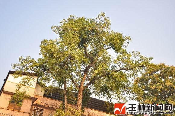 这棵144年的“木棉树”见证了玉林历史的变迁
