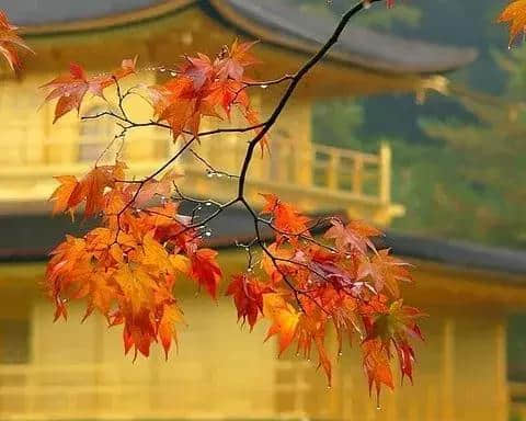 苏轼笔下的秋天，写尽人生的百味