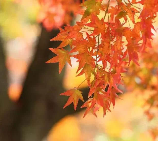 苏轼笔下的秋天，写尽人生的百味