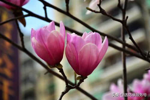 ”素艳风吹腻粉开“之美称的木兰花