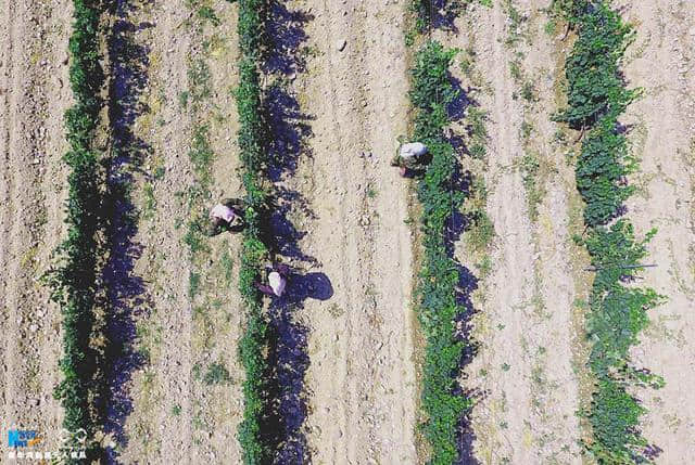 航拍宁夏“紫色名片”：贺兰山下葡萄产区