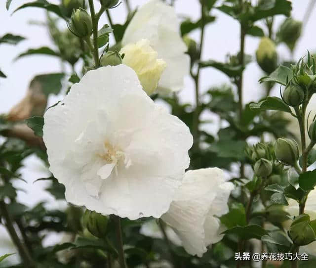 木芙蓉在北方寒冷的地方也能生长，花朵有10多厘米大