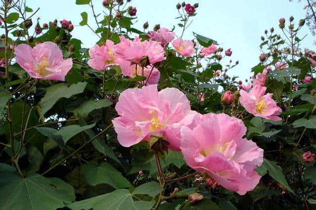 别养月季了，这花鲜艳美丽，净化空气是能手，人称“木芙蓉”