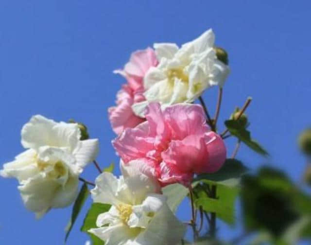 木芙蓉：养一院美丽的木芙蓉，盛开在夏秋的美