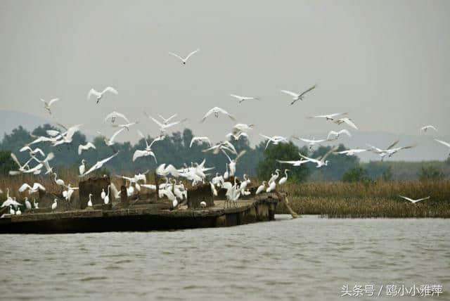 出句：漠漠水田飞白鹭；求佳句