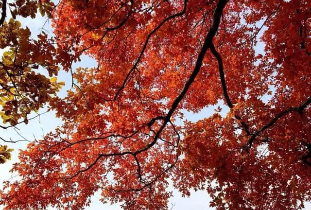 停车坐爱枫林晚，红叶赏秋正当时，西安周边的红叶盛景