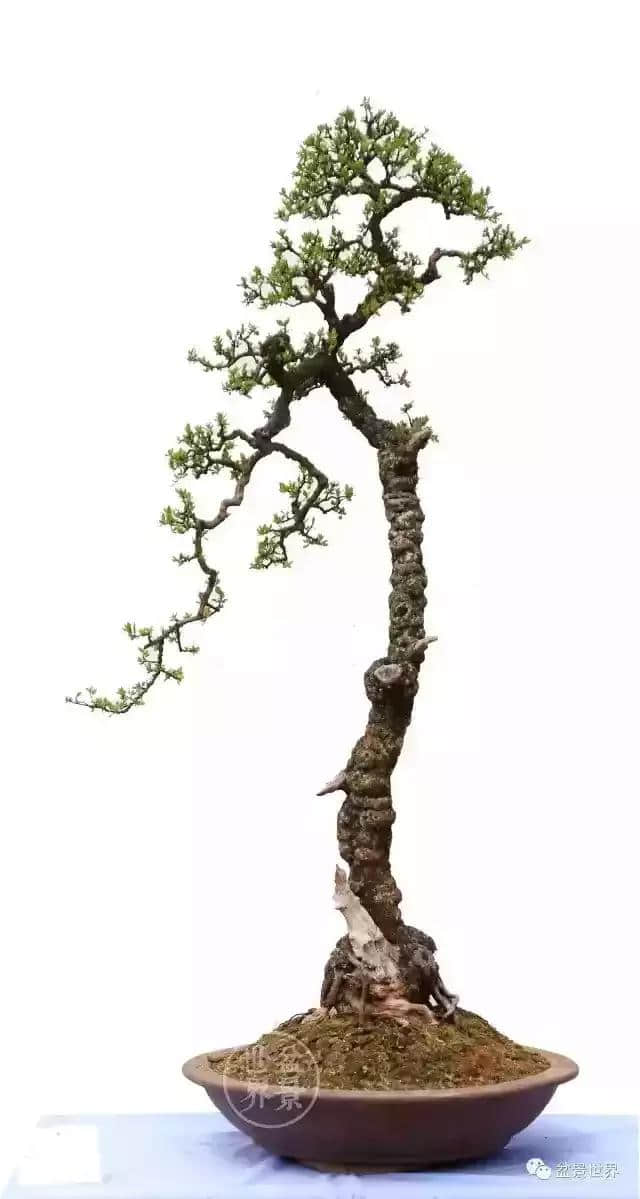 铁马鞭盆景大树型图片