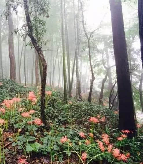 中国旅游胜地莫干山，不知道你有没有去过，那一起去看看吧！